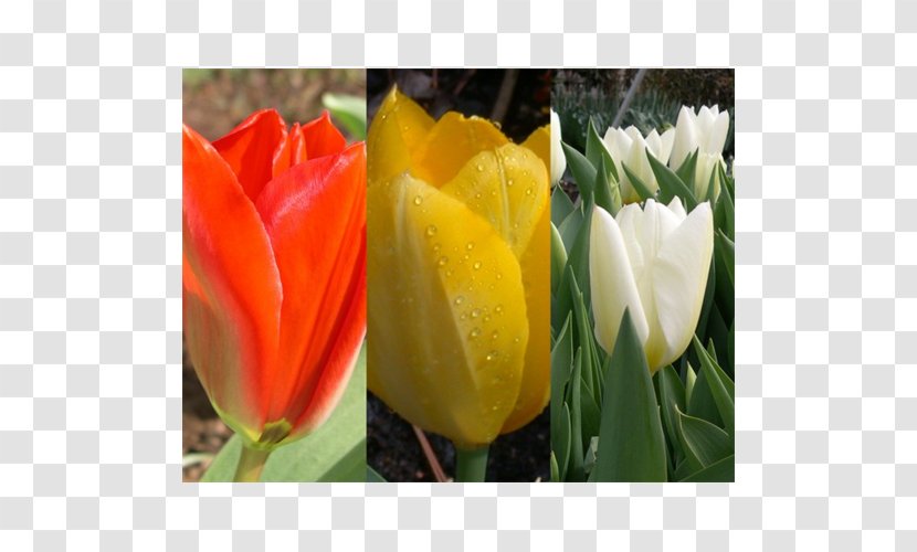 Tulip Floristry Petal - Plant Transparent PNG