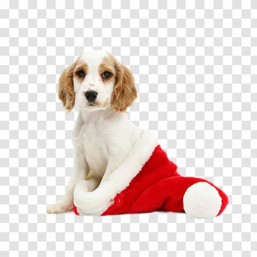 Cavalier King Charles Spaniel English Cocker Puppy Kitten Christmas - Dog Transparent PNG