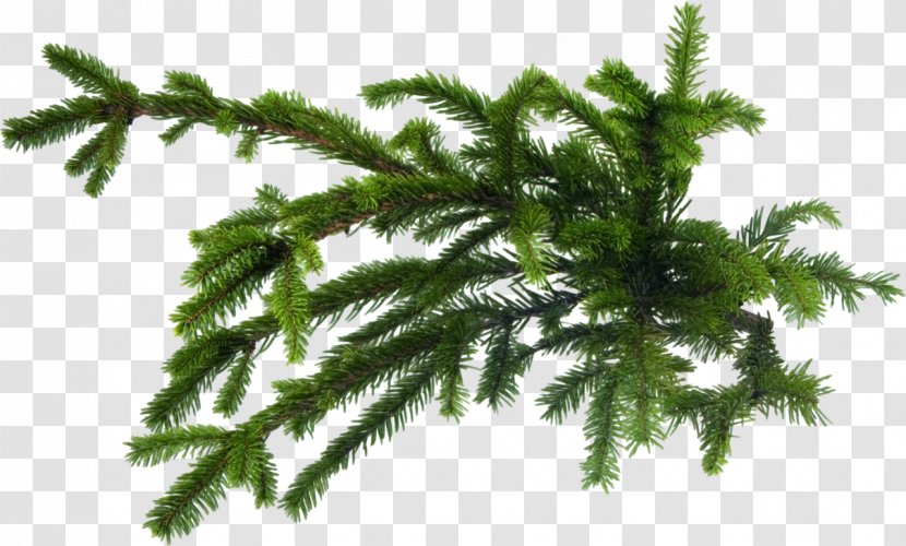 Pine Spruce Blog Clip Art - Albom Transparent PNG