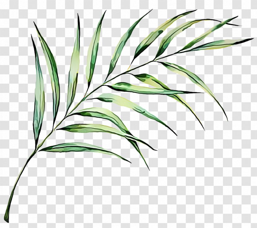 Plant Grass Leaf Family Terrestrial - Stem Flower Transparent PNG