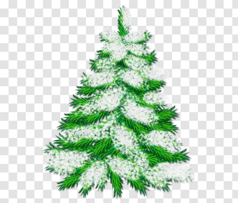 Tree Clip Art - Evergreen - About Us Transparent PNG
