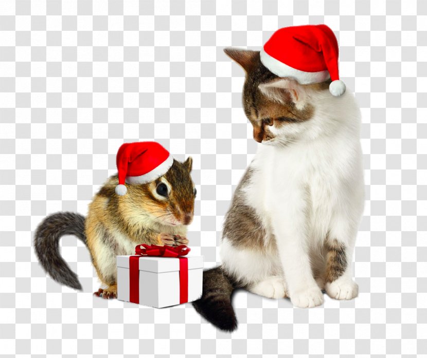 Santa Claus Chipmunk Christmas Humour Cat - Suit - Wearing Hats Tom And Jerry Transparent PNG