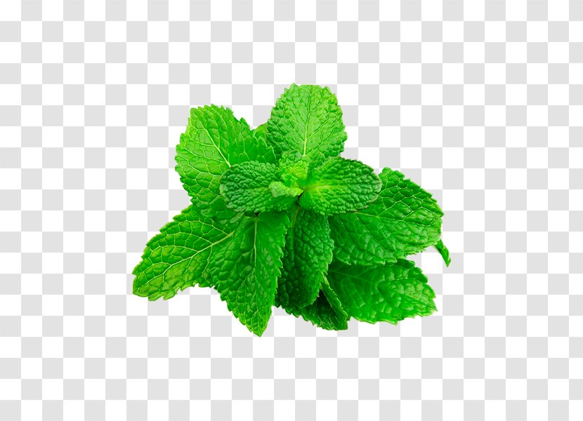 Mentha Spicata Peppermint Seed Herb Tarragon - Mint Chocolate - Temperos Transparent PNG