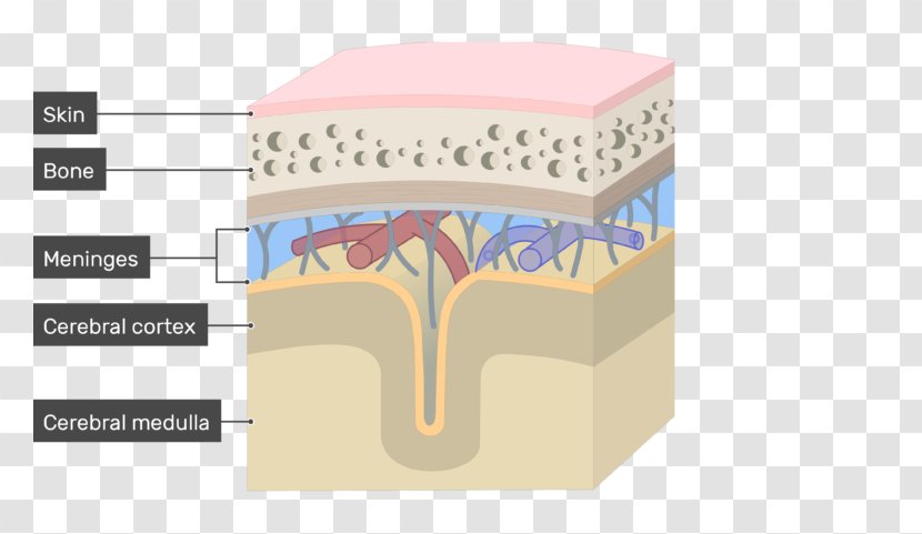 Meninges Brain Dura Mater Pia Arachnoid - Silhouette - Of The Diagram Transparent PNG