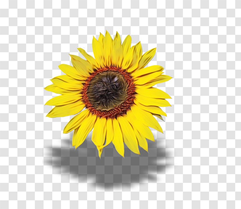 Sunflower - Asterales - Pollen Transparent PNG