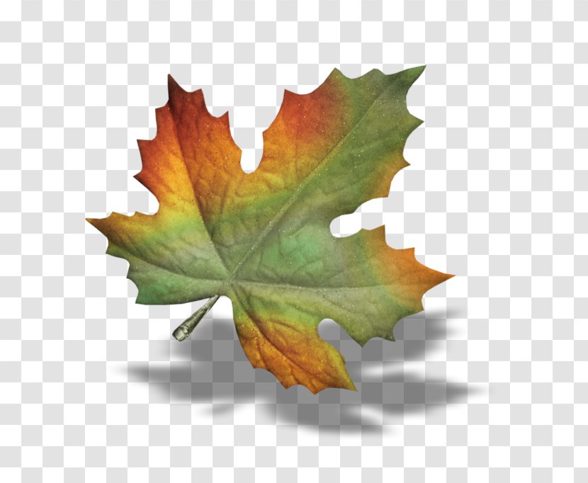 Leaf Autumn Transparent PNG