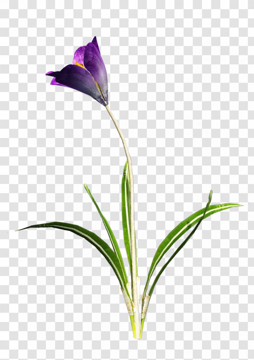 Crocus Clip Art - Free Image Transparent PNG