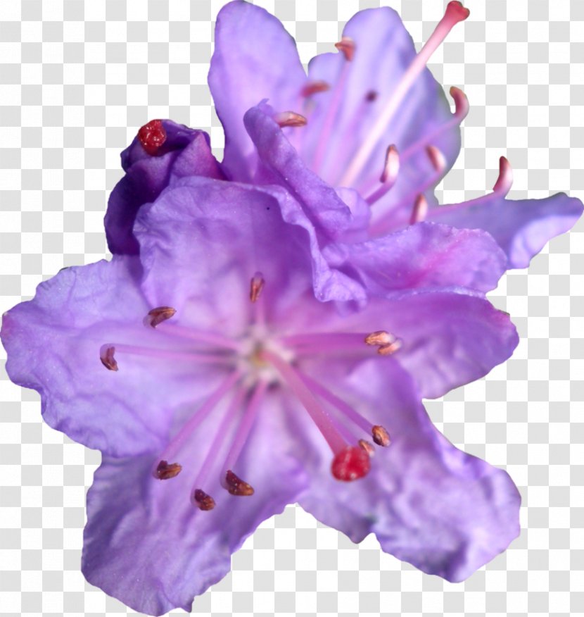 Purple Flower Violet Clip Art - Cut Flowers - Rhododendren By Transparent PNG