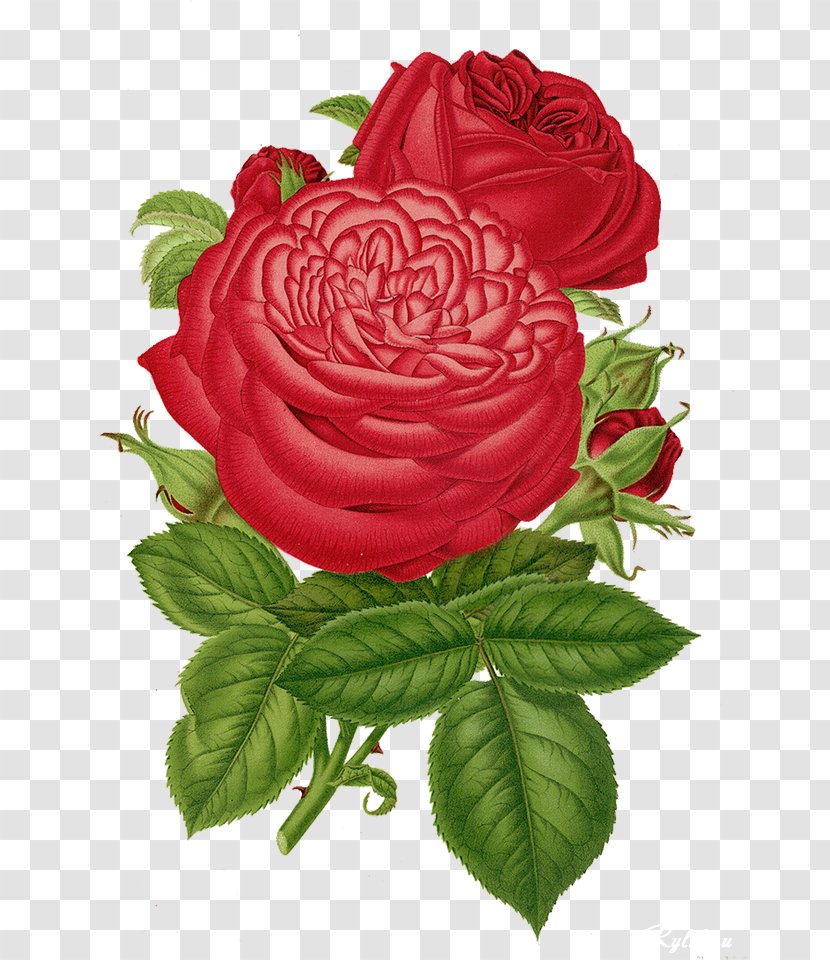 Garden Roses Cut Flowers Centifolia Rosa Multiflora - Retro Rose Transparent PNG