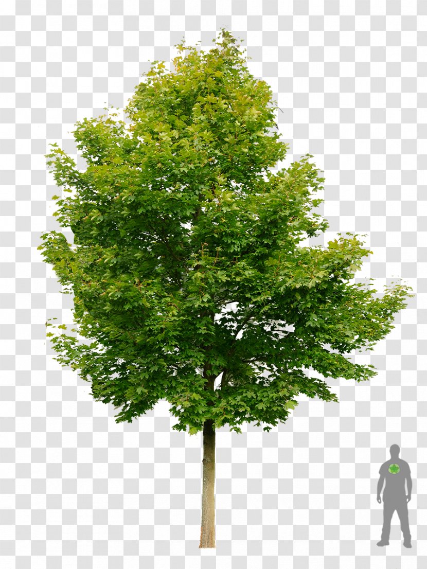 Norway Maple Embryophyta Tree Shrub Transparent PNG