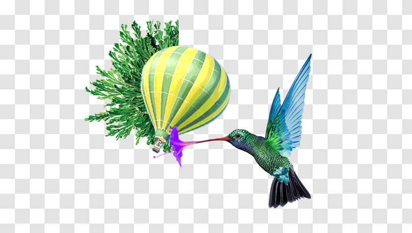 Trinidad And Tobago Montego Bay Flight Caribbean Airlines - Delta Air Lines - Hummingbird Balloon Background Transparent PNG