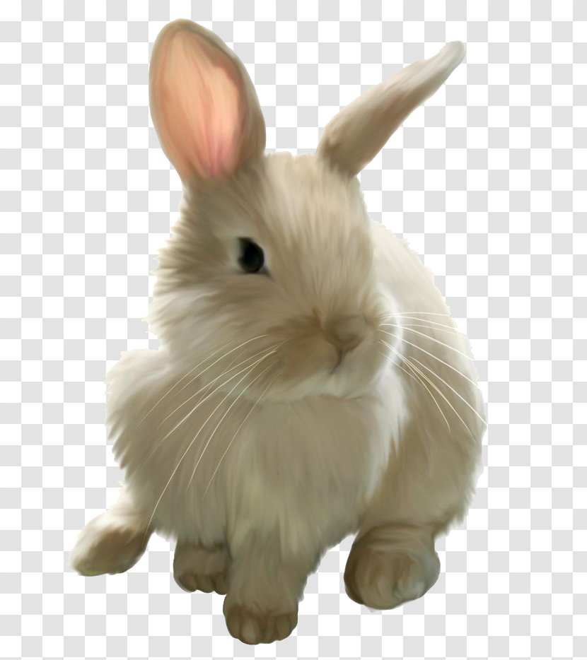 Mini Lop Domestic Rabbit Angel Bunny Easter - Vertebrate Transparent PNG
