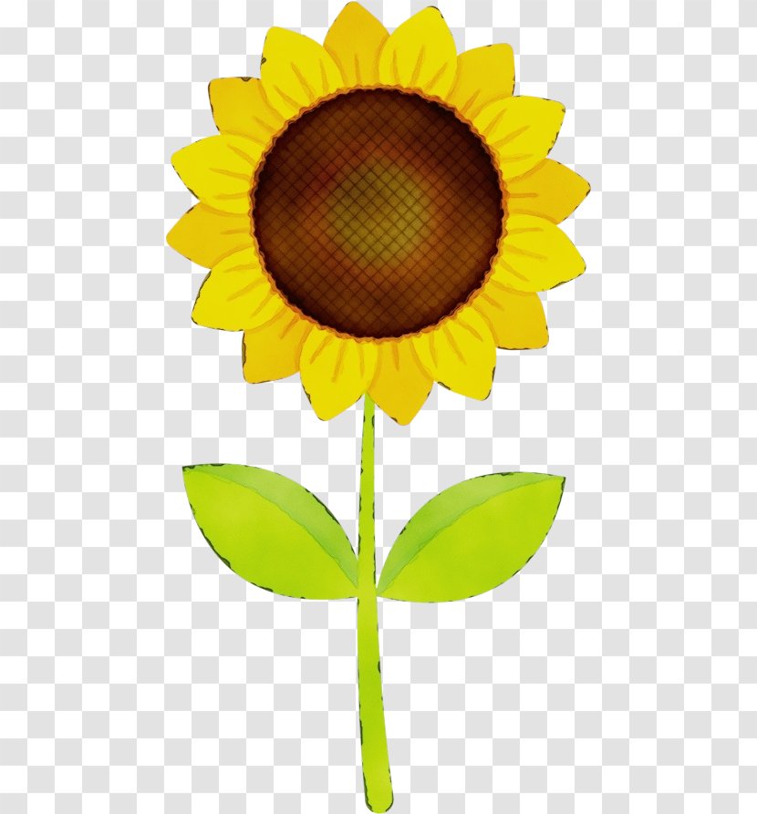 Sunflower - Cooking Oil Flowering Plant Transparent PNG