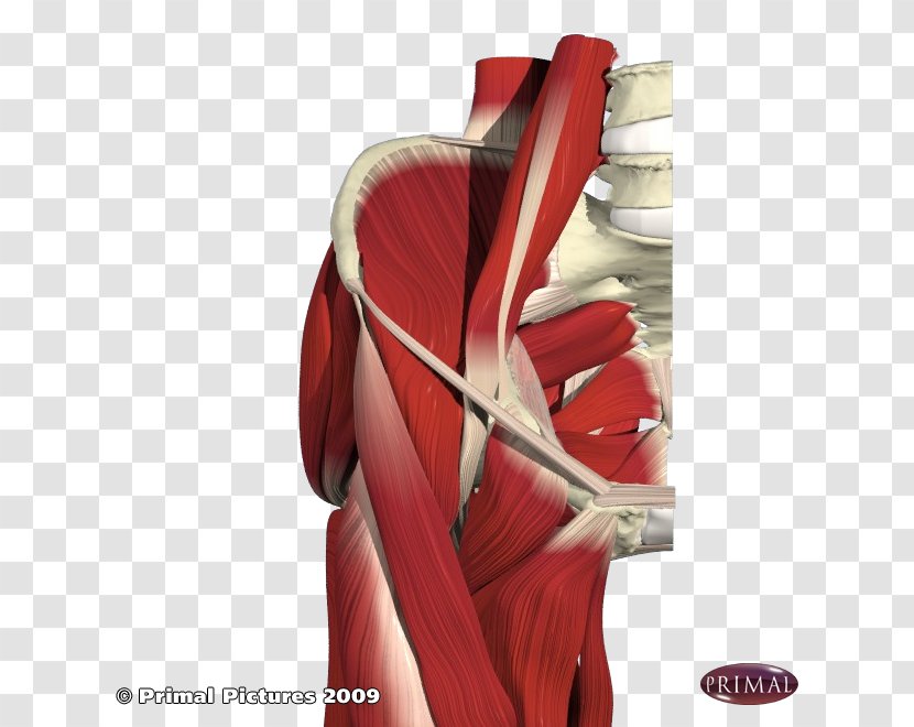 Muscles Of The Hip Pectineus Muscle Anatomy - Watercolor - Frame Transparent PNG