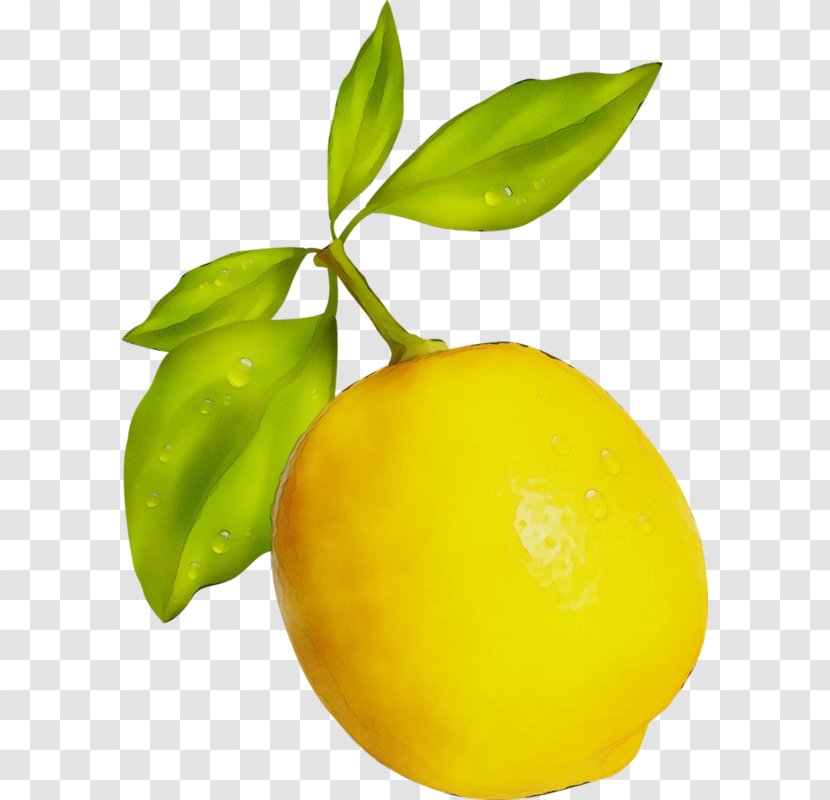Yellow Plant Fruit Leaf Food - Tree - Citrus Lemon Transparent PNG