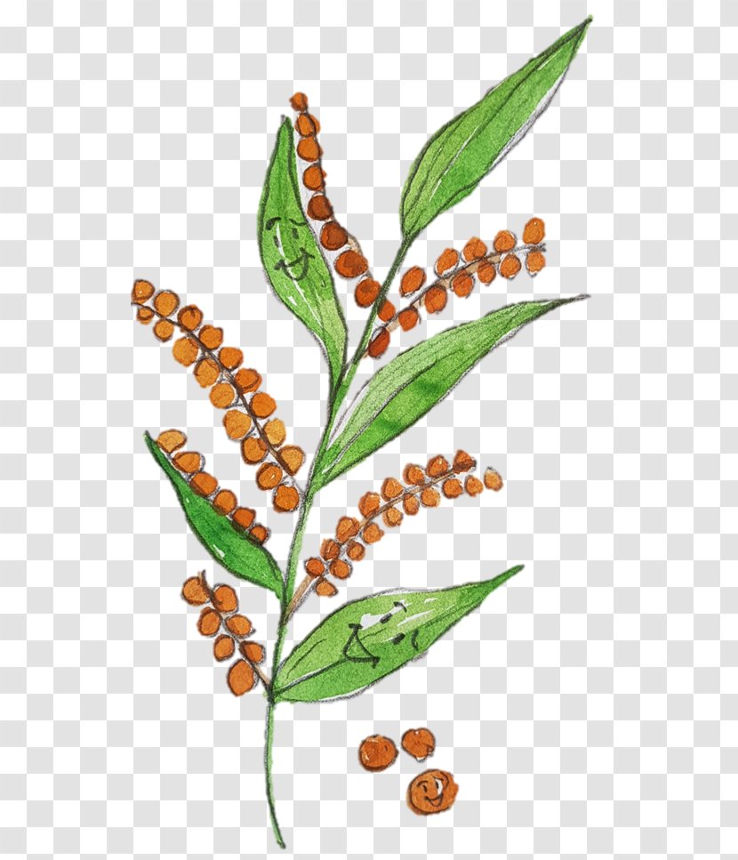 Leaf Plant Stem Herbalism Tree Transparent PNG