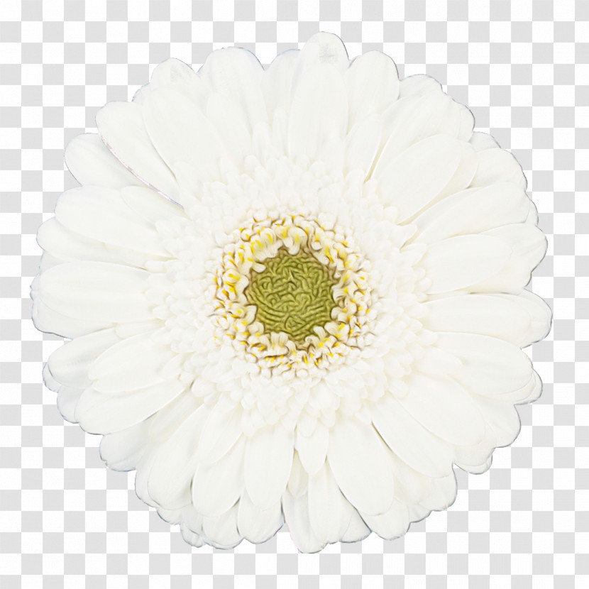 Transvaal Daisy Common Daisy White Flower Color Transparent PNG
