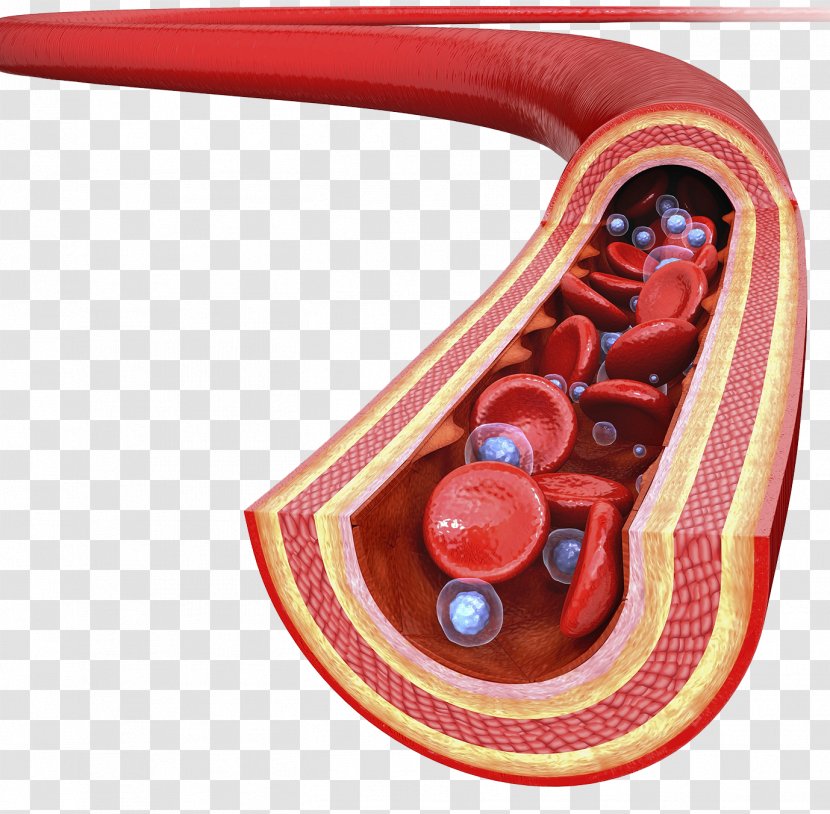 Artery Drawing Photography Illustration - Blood Leukocytes Transparent PNG