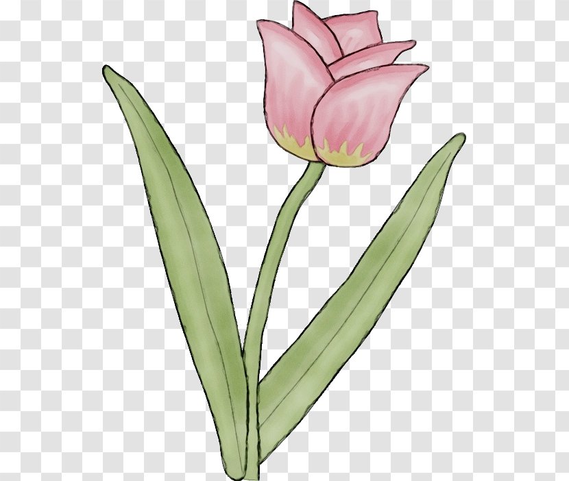 Tulip Cut Flowers Plant Stem Petal Leaf - Pedicel - Bud Lily Family Transparent PNG