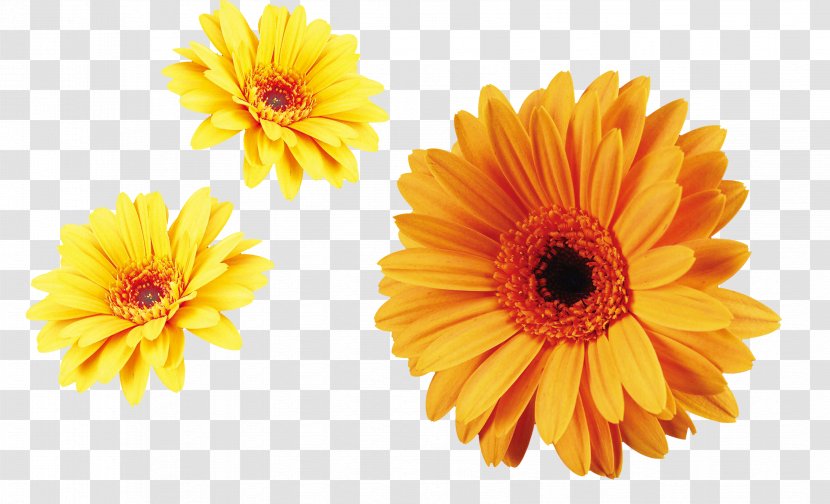 Flower Carnation Chrysanthemum Xd7grandiflorum Transvaal Daisy Plant - Yellow Decoration Material Transparent PNG