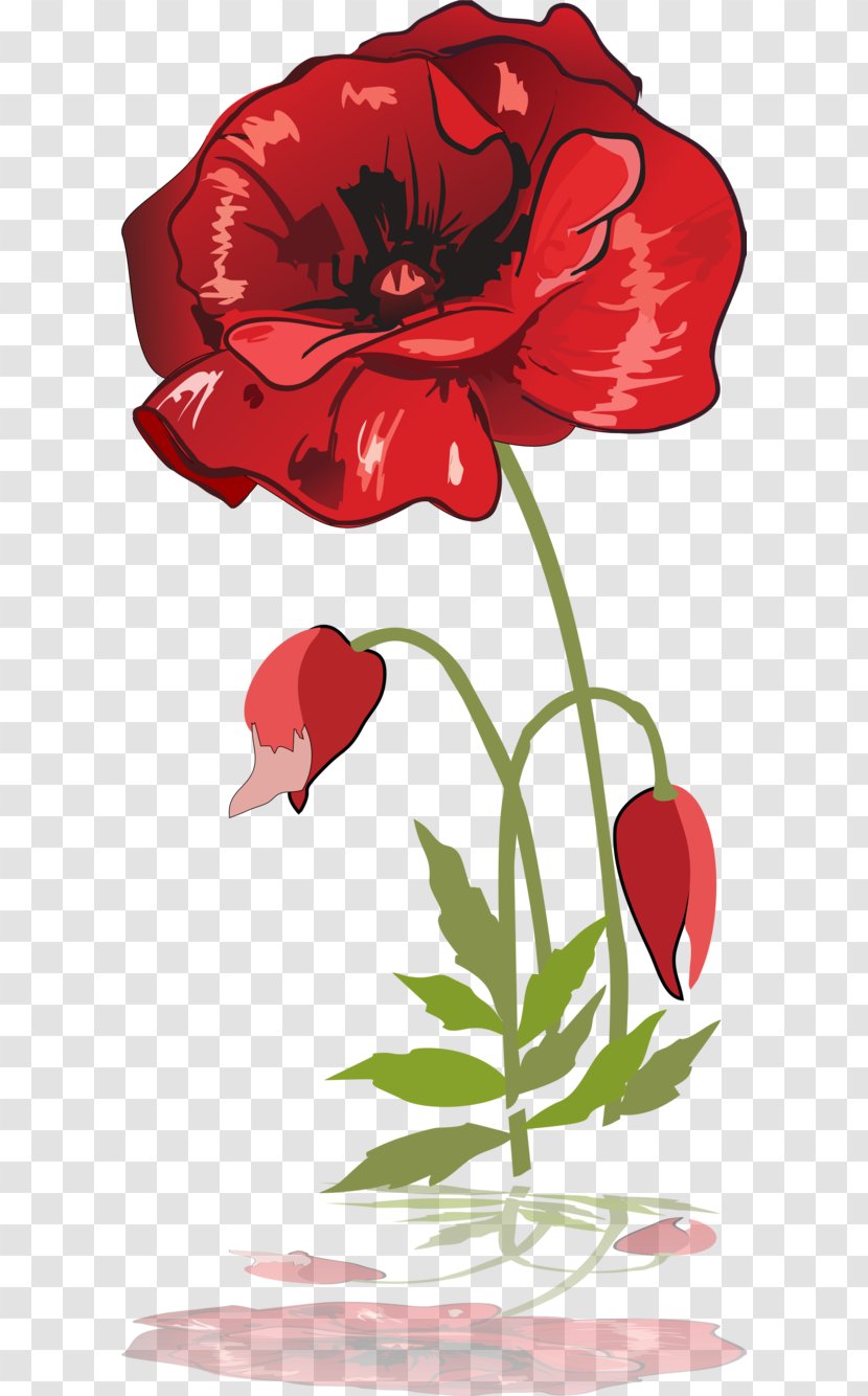 Poppy Garden Roses Drawing - Flower - Poppie Transparent PNG