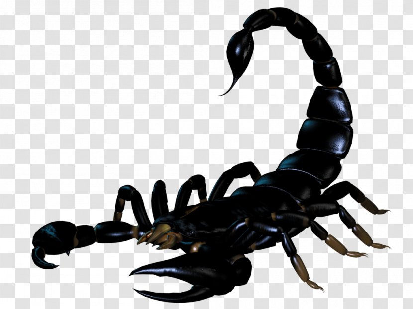 Scorpion BMP File Format - Insect Transparent PNG