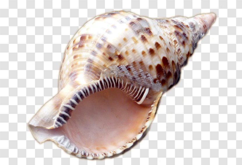 Sea Snail Conchology Seashell - Cockle Transparent PNG