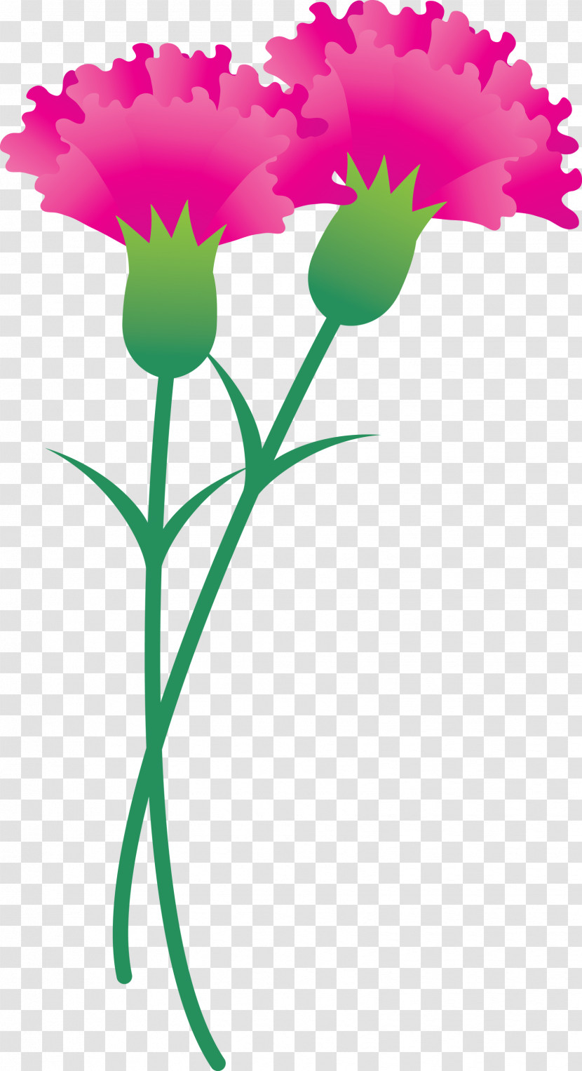 Mothers Day Carnation Mothers Day Flower Transparent PNG