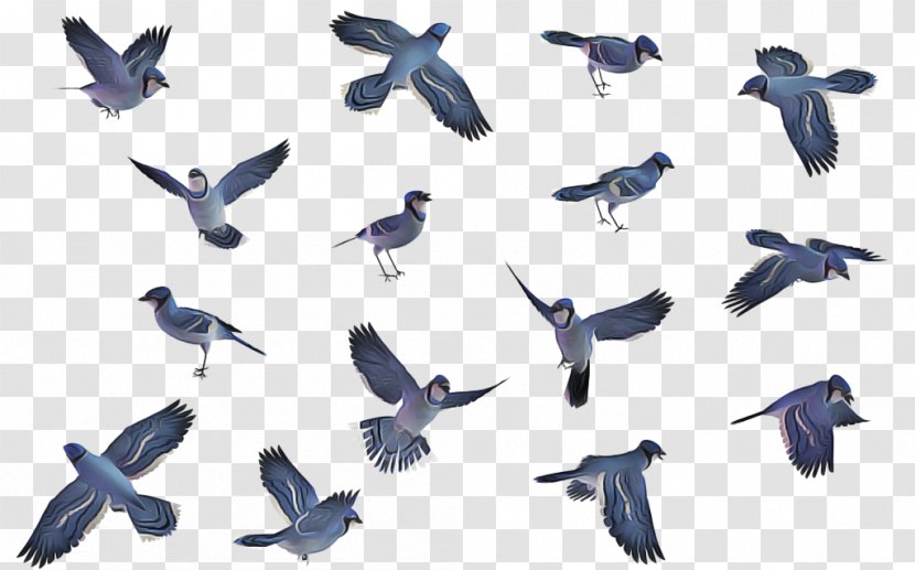 Swallow Bird - Songbird Transparent PNG