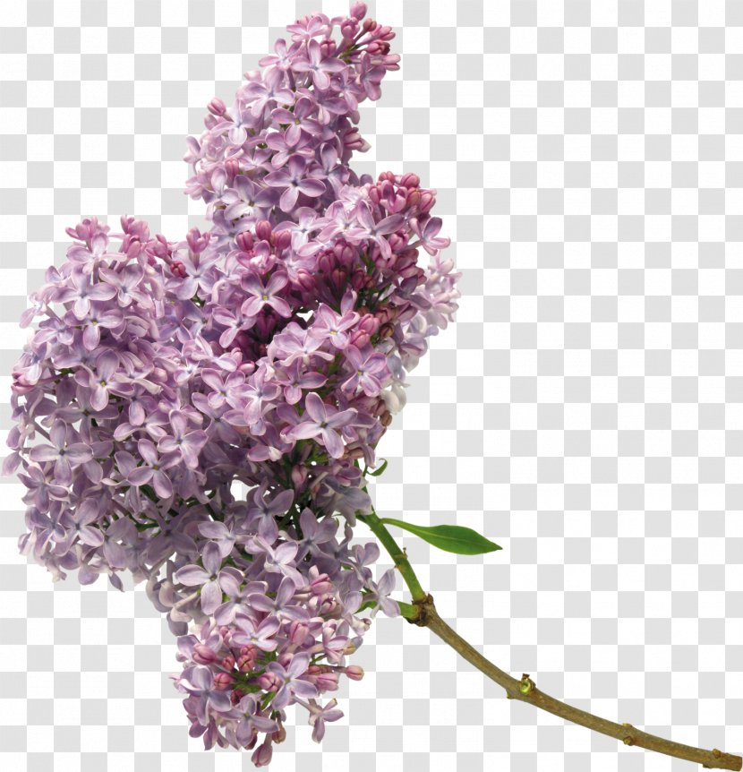 Lilac Flower Purple Clip Art - White Transparent PNG
