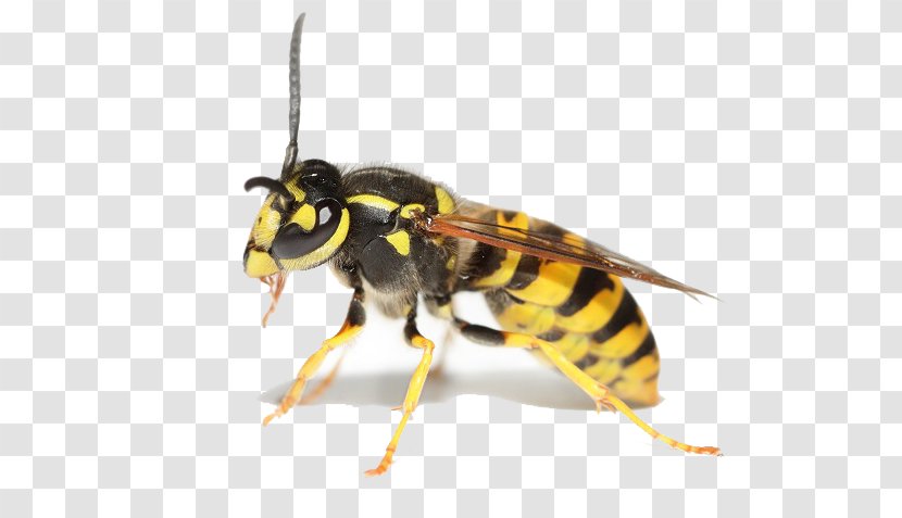 Bee Hornet Insect Wasp Cockroach - Pest Control Transparent PNG