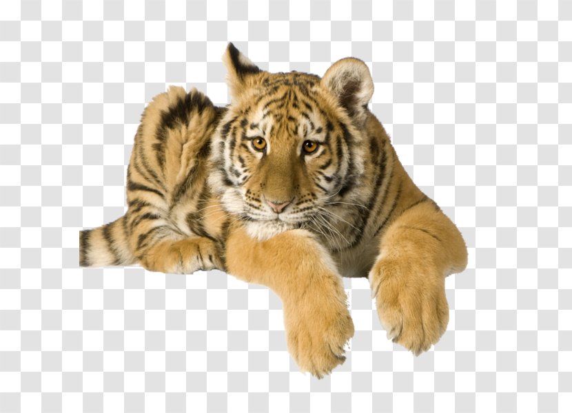 Stock Photography High-definition Video - Bengal Tiger - Cameras Transparent PNG