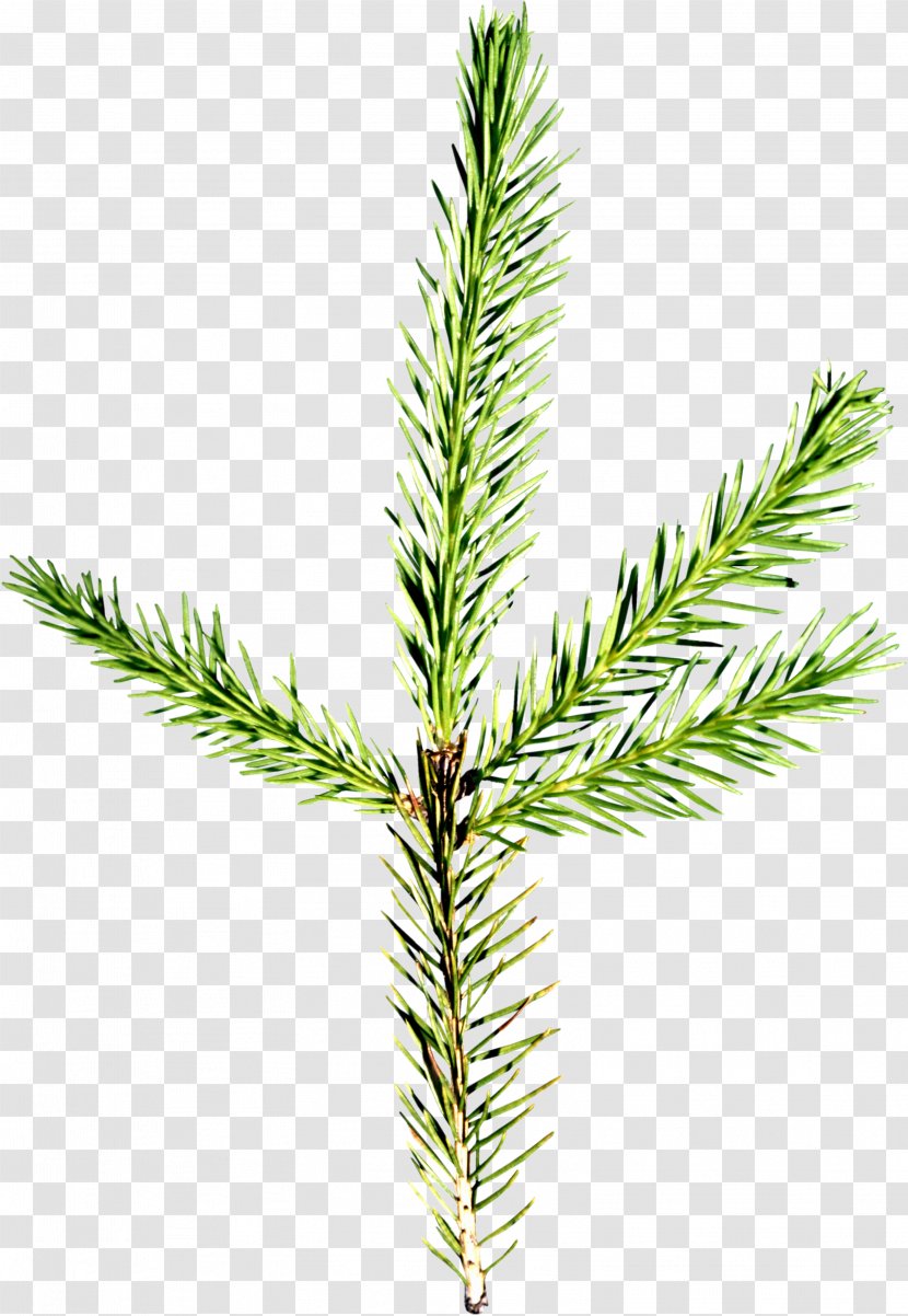 Spruce Pine Conifers Needle Fir - Conifer Cone - TWIG Transparent PNG