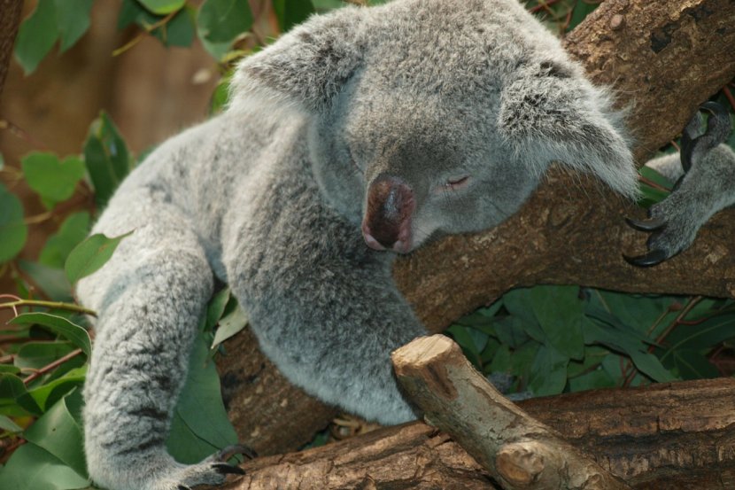 Australia Koala Bear Wombat - Heart Transparent PNG