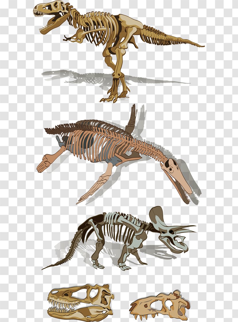 Velociraptor Tyrannosaurus Skeleton Fauna Animal - Figure - Indian Transparent PNG