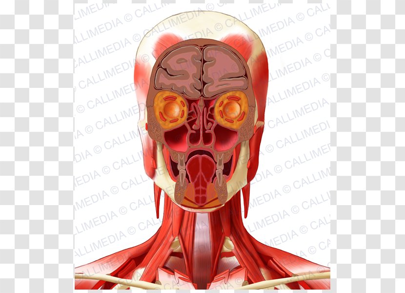 Human Anatomy Head Neck - Heart - Pelvis Transparent PNG