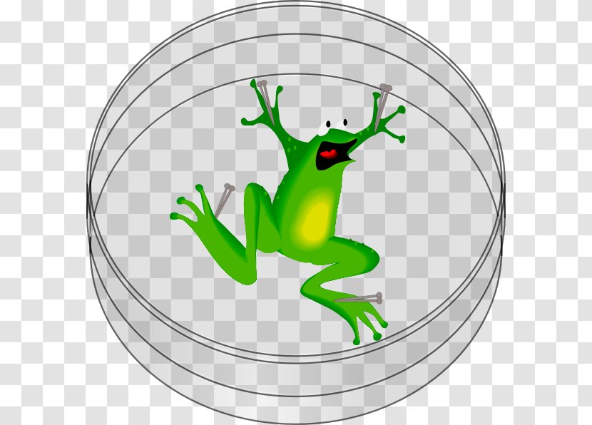 The Tree Frog Clip Art - Green Transparent PNG