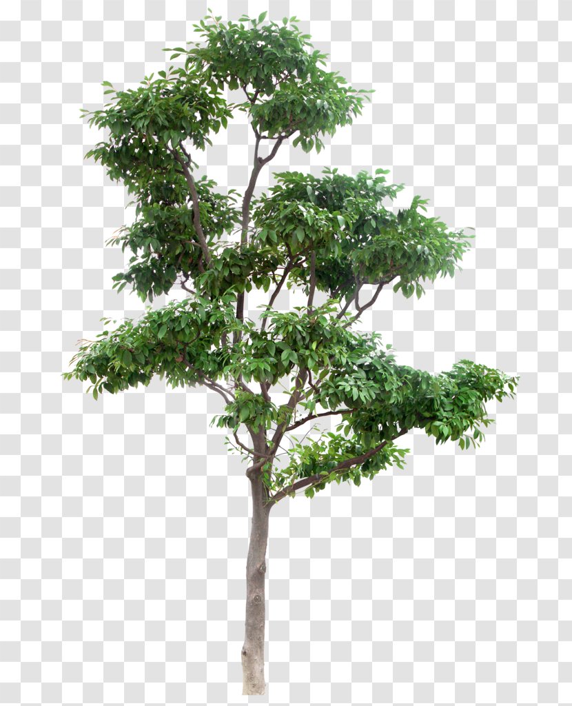 Tree - Wireframe Transparent PNG