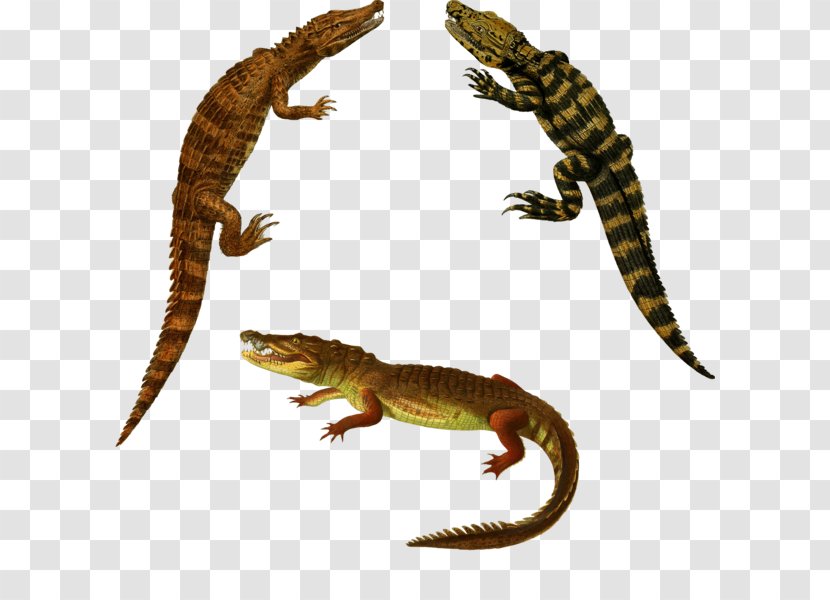 Crocodiles Alligator - Organism - Reptile Transparent PNG