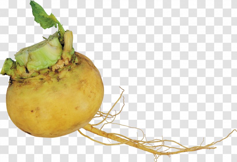 Turnip Garden Radish Root Vegetables - Superfood - Celery Transparent PNG