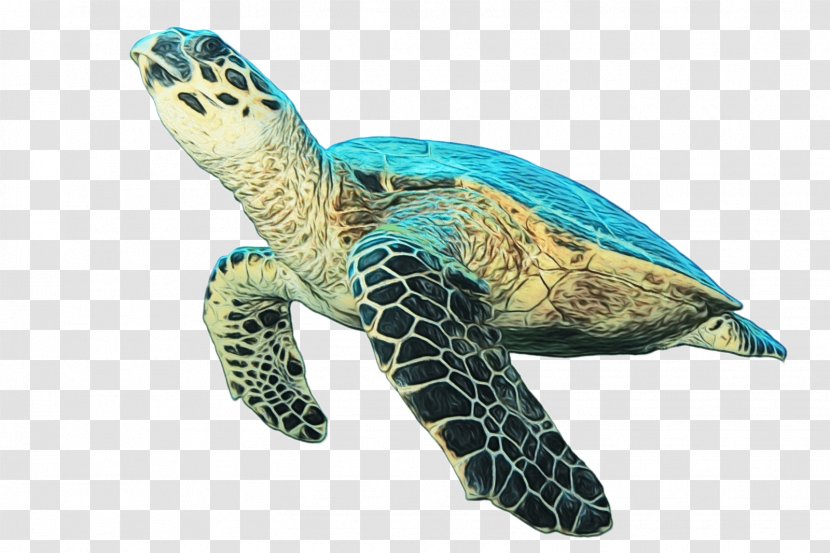 Sea Turtle Hawksbill Olive Ridley Green - Tortoise Reptile Transparent PNG