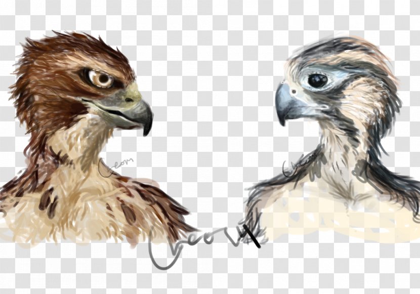 Bird Of Prey Hawk Art Falcon Transparent PNG