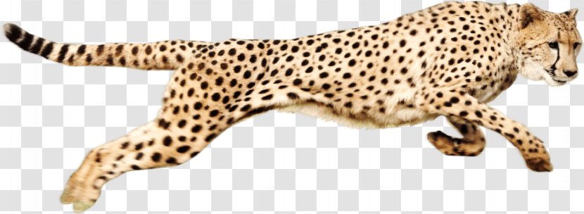 Cheetah Clip Art - Mammal - Running Transparent PNG