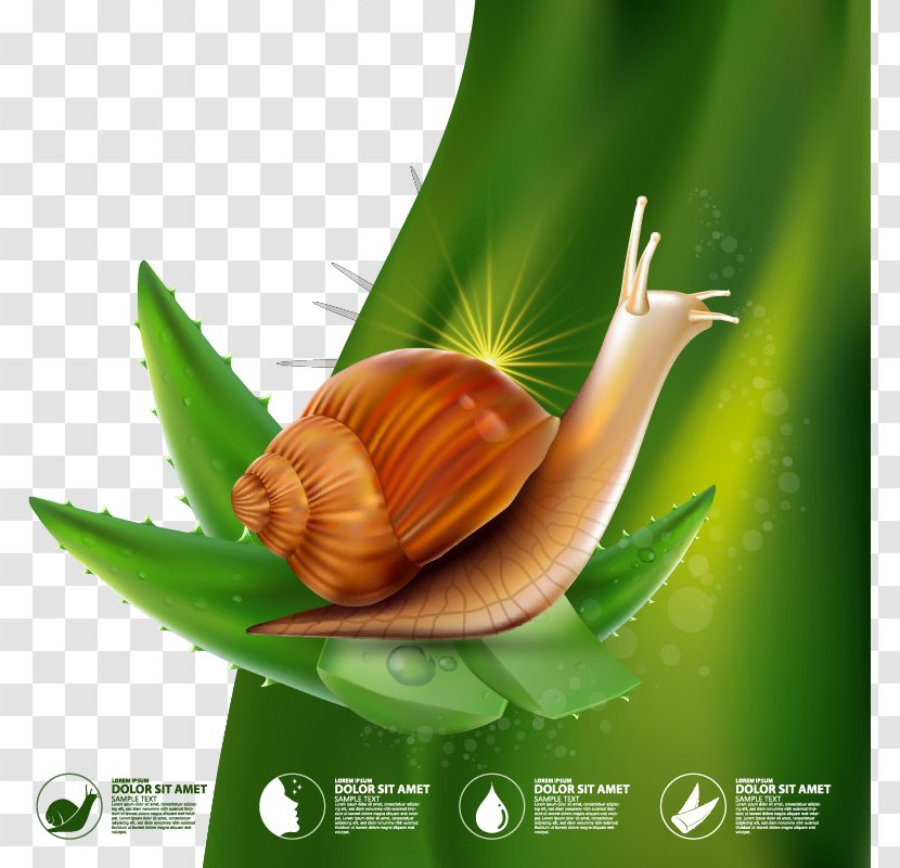Snail Illustration - Advertising - Vector Green Background Aloe Moisturizing Cream Transparent PNG