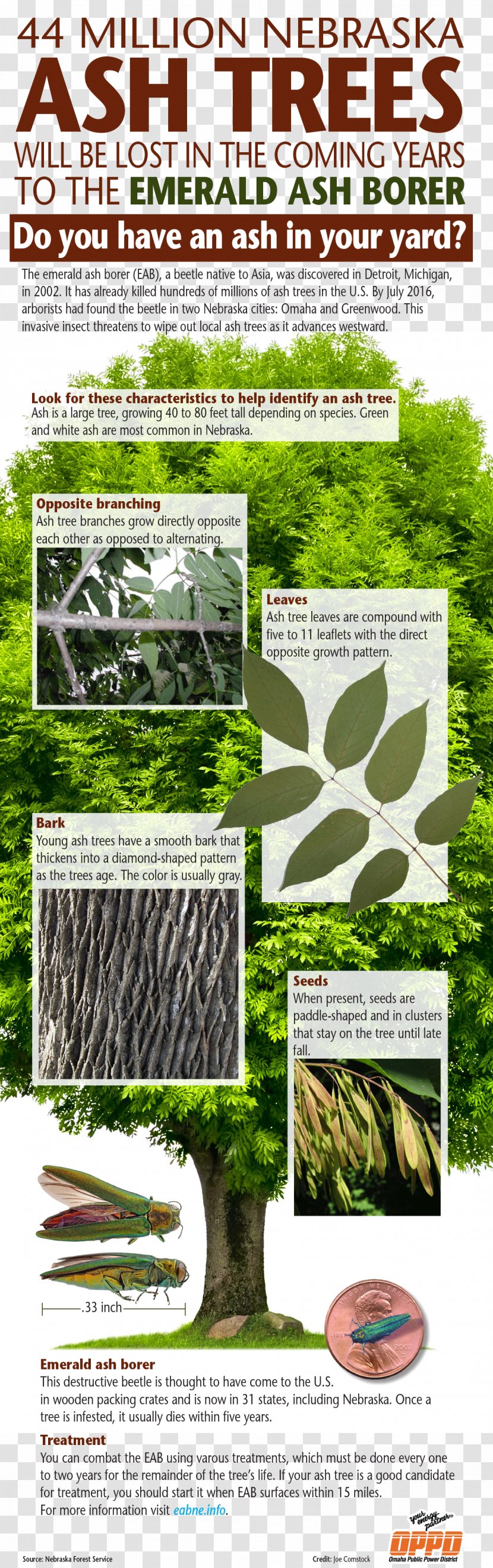 Emerald Ash Borer Tree Insecticide Transparent PNG