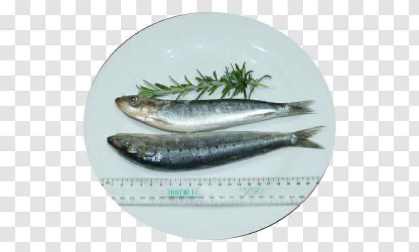 Pacific Saury Herring Oily Fish Sardine - Capelin - Small Freshness Transparent PNG