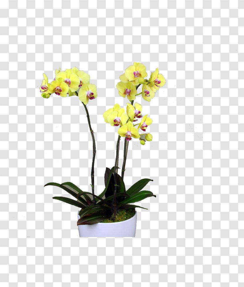 Moth Orchids Dendrobium Yellow Cattleya - Flowering Plant - Flower Transparent PNG