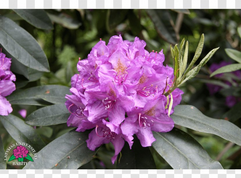 Azalea Rhododendron Annual Plant Herbaceous - Calendulaceum Transparent PNG