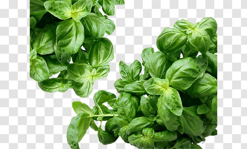 U0100sh Basil Caesar Salad Vegetarian Cuisine Olive Oil - Leaf Transparent PNG