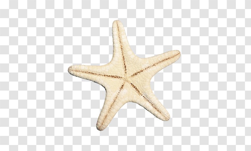 Starfish Euclidean Vector - Echinoderm Transparent PNG